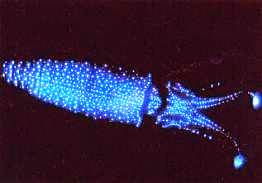 Светящаяся Ватасения - кальмар-светлячок
