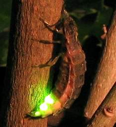 Фото Lampyridae = Светляки