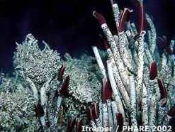 Морские черви в трубочках