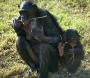 шимпанзе Бонобо Bonobo