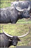 Bubalus bubalis (arnee) Linnaeus, 1758 = Азиатский [индийский] буйвол