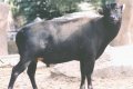 Аноа, карликовый буйвол