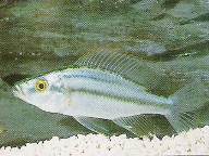 Хаплохромис длиннорылый =Dimidiochrornis («Haplochromis») compressiceps