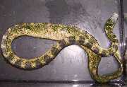 Морские змеи = Hydrophiidae Фото