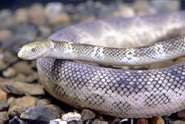 Морские змеи = Hydrophiidae