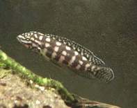   = Julidochromis marlieri