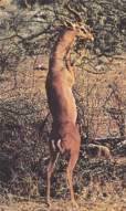 Litocranius walleri Brooke = Геренук, жирафовая газель