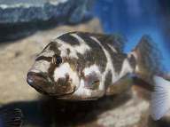 Хаплохромис Ливингстона, или «соня» = Nimbochromis («Haplochromis») livingstonii