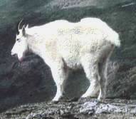 Снежная коза. Oreamnos americanus