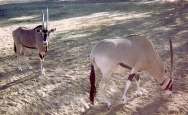 Oryx gazella leucoryx = Белый (аравийский) орикс