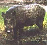 Sus salvanius Hodgson, 1847 = Карликовая свинья