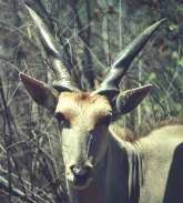 Tragelaphus (Taurotragus) oryx Pallas = (Антилопа) канна