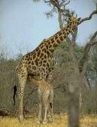 Жираф (обыкновенная жирафа)