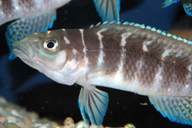    ,   = Neolamprologus cylindricus