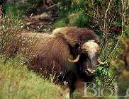 Вид: Ovibos moschatus Zimmermann = Мускусный бык, овцебык
