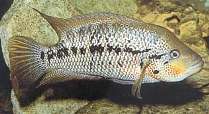   = Parachromis motaguensis
