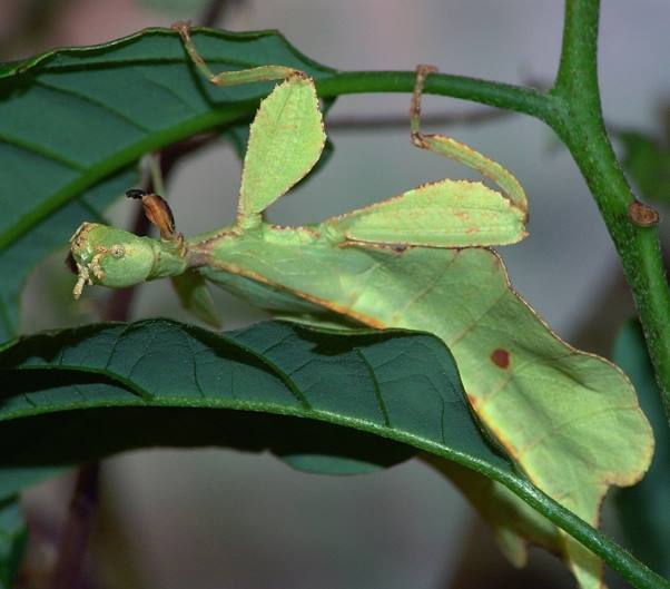 Phylliidae = Листовидки, листотелы