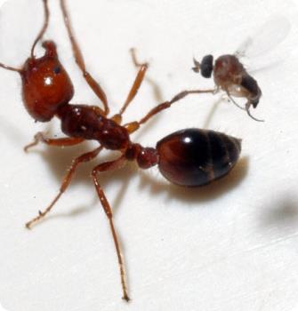 Мухи-горбатки против огненных муравьев