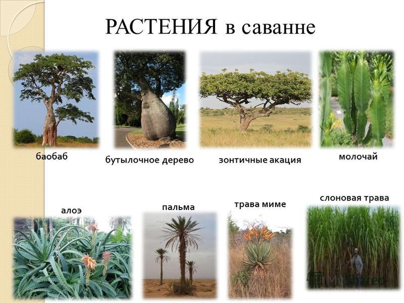 Почвы саванны: какие типы характерны для Евразии и Африки