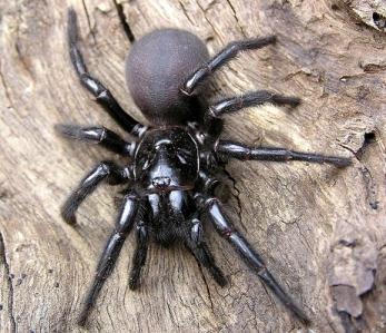 сиднейский лейкопаутинный паук (Sydney funnel-web spider)