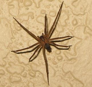 американские пауки - отшельники (recluse or fiddleback spider 