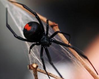 красноспинный паук (red-back spider - Latrodectus mactans hasseltii)